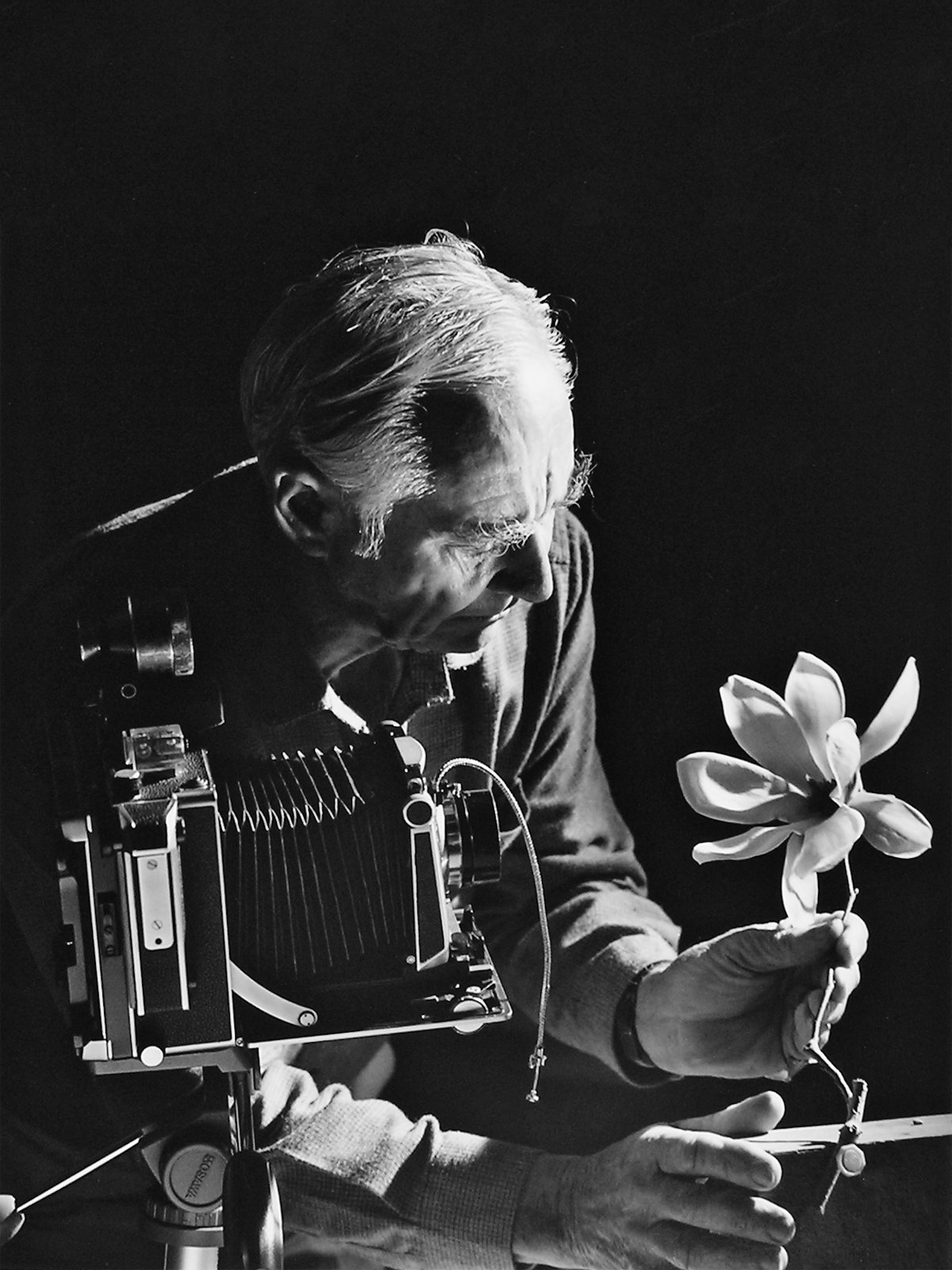 Max Dupain's most famous images will be on display in new exhibition