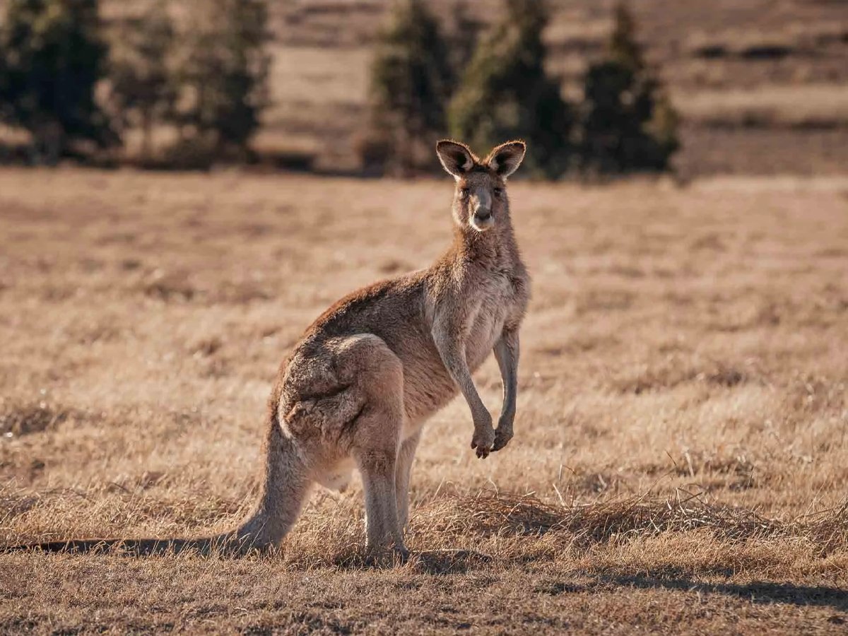 Wolgan Valley is home to an array of native wildlife