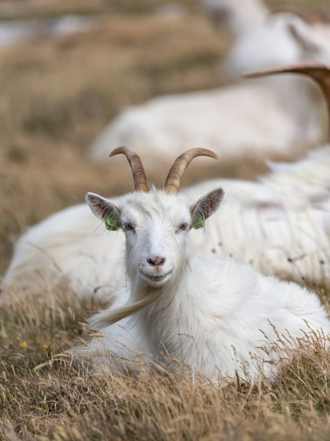 House of Aviar wool sourcing