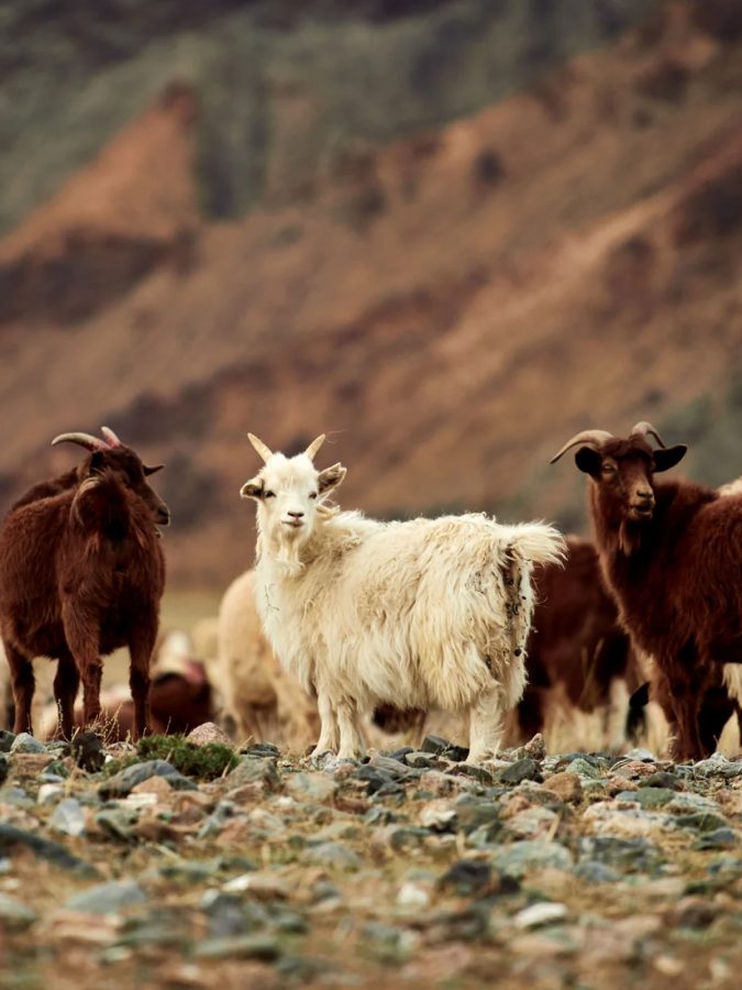 Mongolian steppe’s goats survive the cold by growing an incredibly fine, dense undercoat of fibre